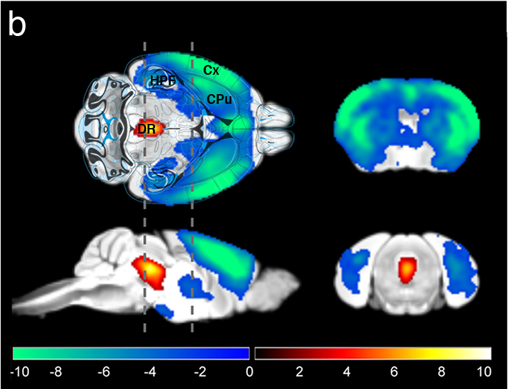 Visualization of the serotonin system with fMRI and optogenetics