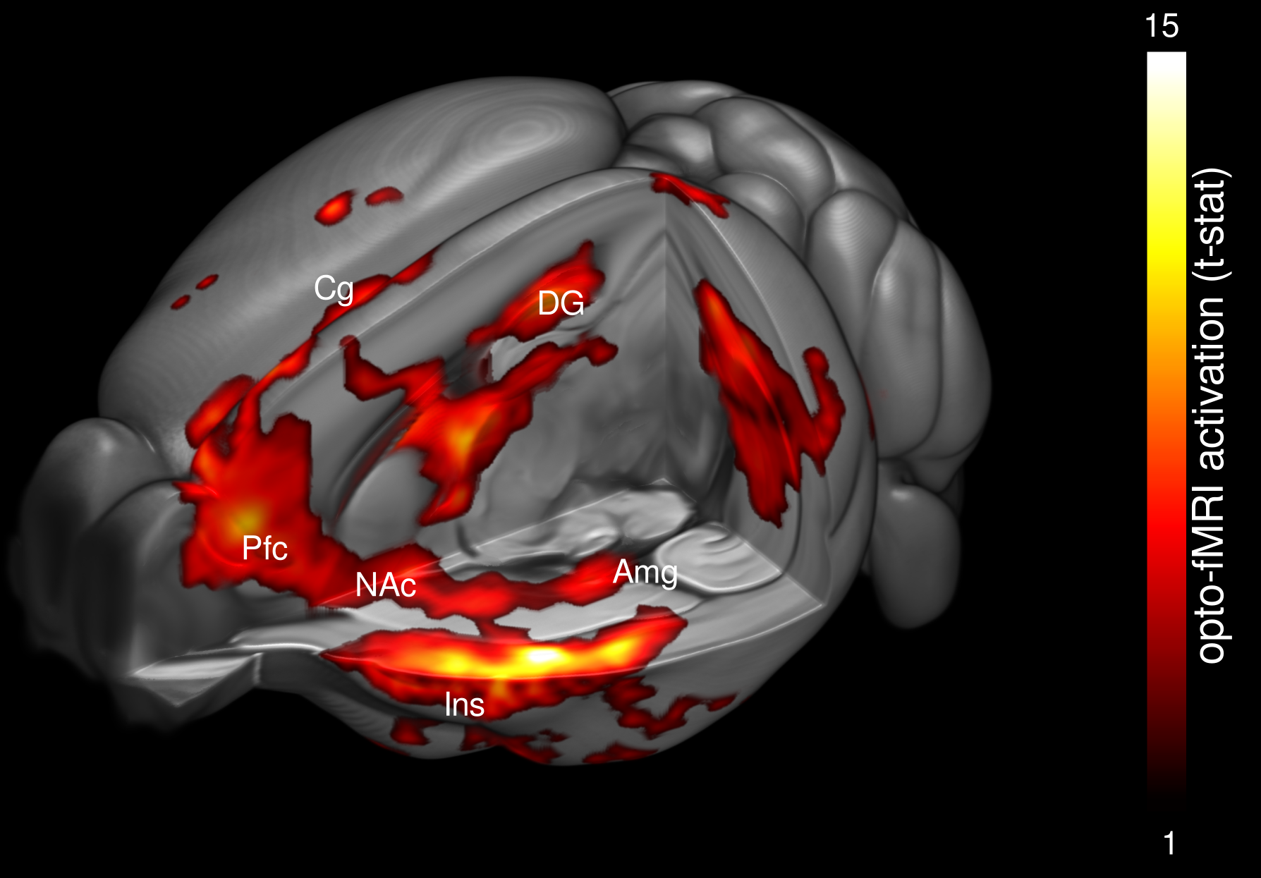 Visualization of the entorhinal connectivity with fMRI and optogenetics in a mouse model of Alzheimer's disease