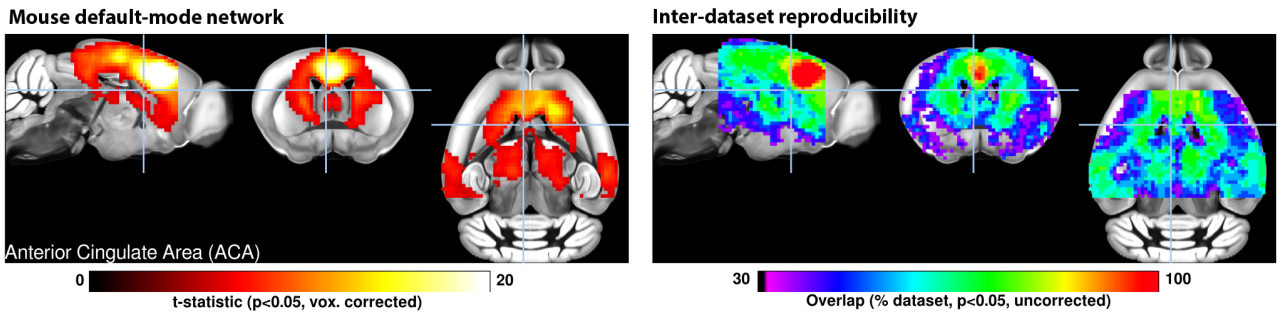 A mutli-center assesment of the mouse default mode network